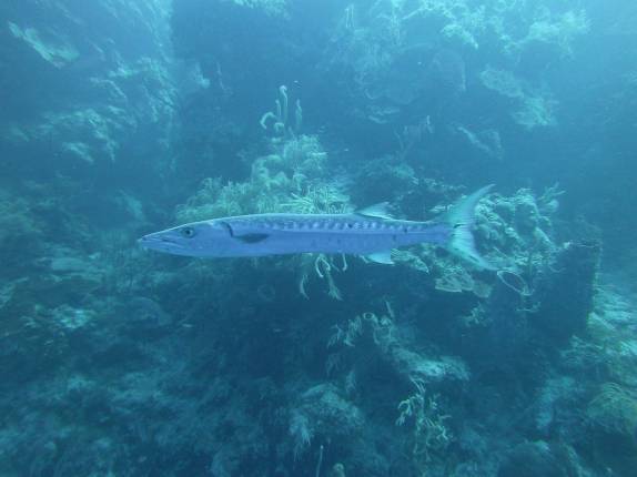 Barracuda curiosa se aproxima de nós durante mergulho em Half Moon Wall, perto do Blue Hole, na grande barreira de corais de Belize